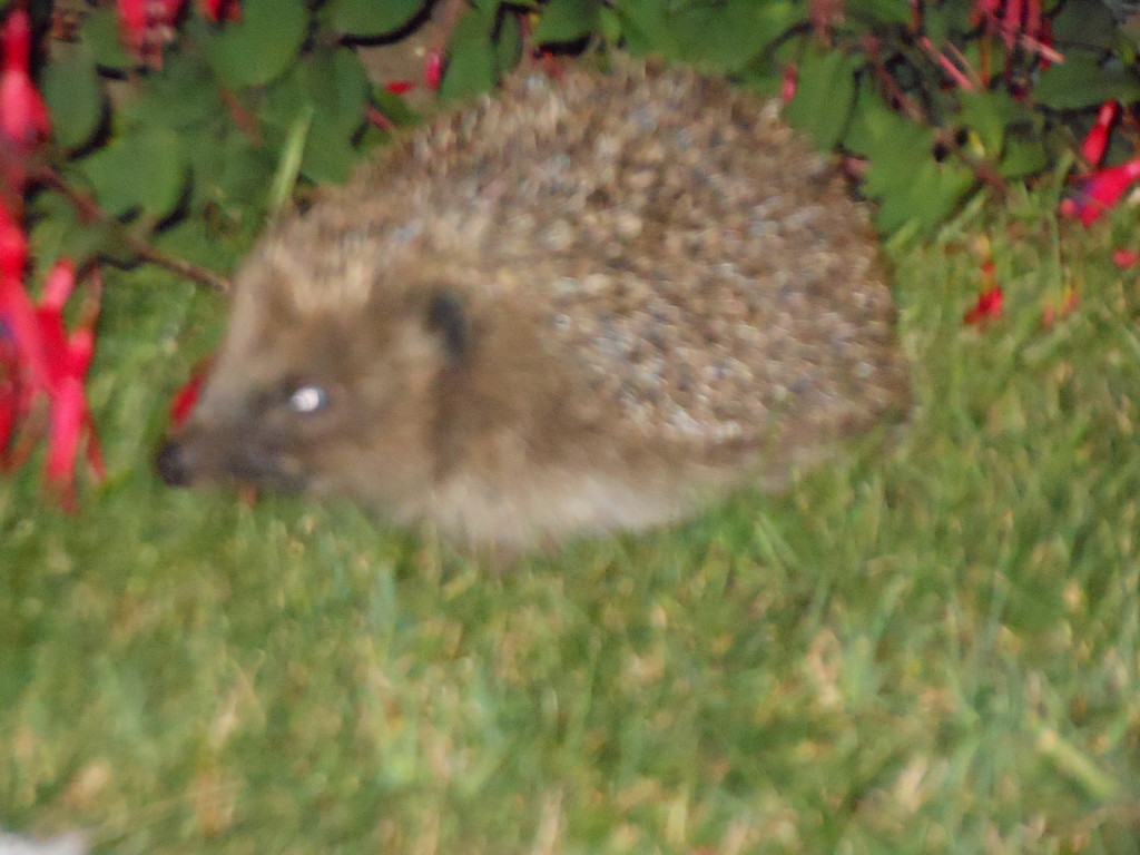 Hedgehogs are regular visitors you can see them on The Heli Park and the college fields