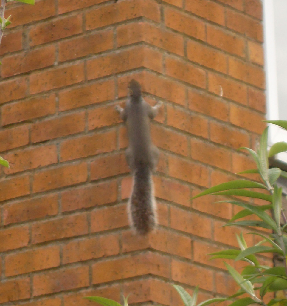 Squirrels can climb anything